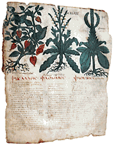 Dioscorides: De materia medica, Codex Neapolitanus, 7. �rh.