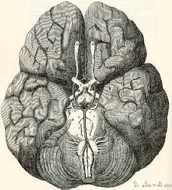 Illustration i Cerebri Anatome af Sir Christopher Wren