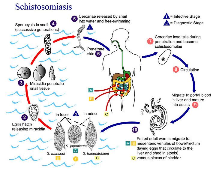 Schistosomiasis: Cyclus
