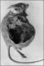 Mus med subkutant transplanteret spiroptera carcinom.